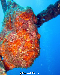 The frogfish always gets a photographers immediate attention by David Gross 
